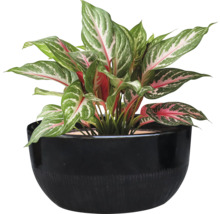 Plantă Aglaonema într-un ghiveci negru