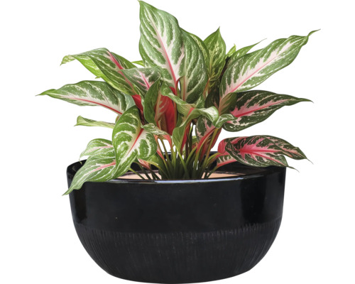 Plantă Aglaonema într-un ghiveci negru
