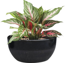 Planta de interior Aglaonema într-un ghiveci