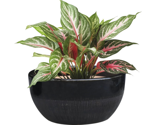 Planta de interior Aglaonema într-un ghiveci
