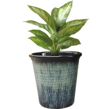 Planta Dieffenbachia într-un ghiveci
