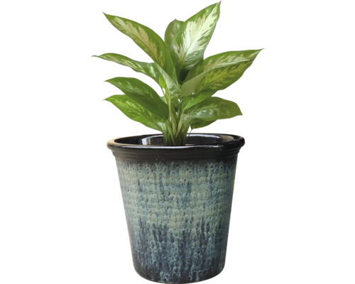 Planta Dieffenbachia într-un ghiveci