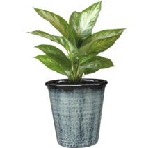 Planta de interior Dieffenbachia într-un ghiveci