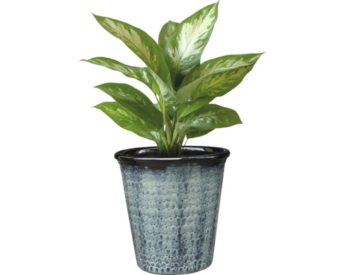 Planta de interior Dieffenbachia într-un ghiveci
