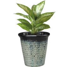 Dieffenbachia în ghiveci pentru interior