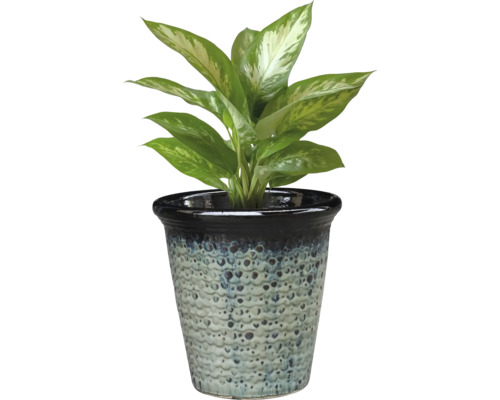 Dieffenbachia în ghiveci pentru interior