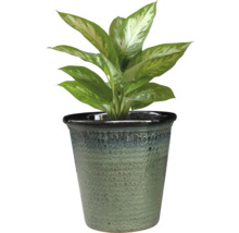 Dieffenbachia în ghiveci