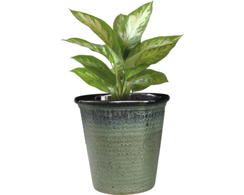 Dieffenbachia în ghiveci