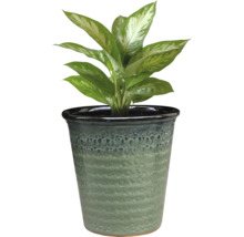 Planta Dieffenbachia în ghiveci texturat