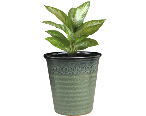 Planta Dieffenbachia în ghiveci texturat