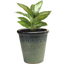 Dieffenbachia într-un ghiveci