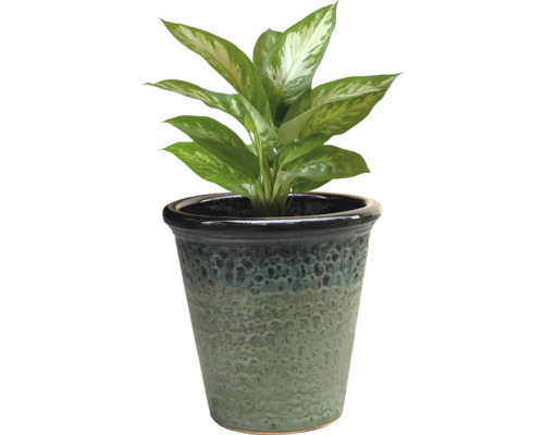 Dieffenbachia într-un ghiveci