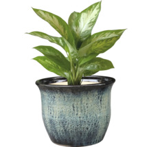 Dieffenbachia plantă de interior într-un ghiveci decorativ