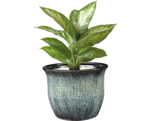 Dieffenbachia plantă de interior într-un ghiveci decorativ