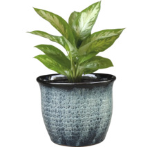Planta Dieffenbachia în ghiveci decorativ pentru interior