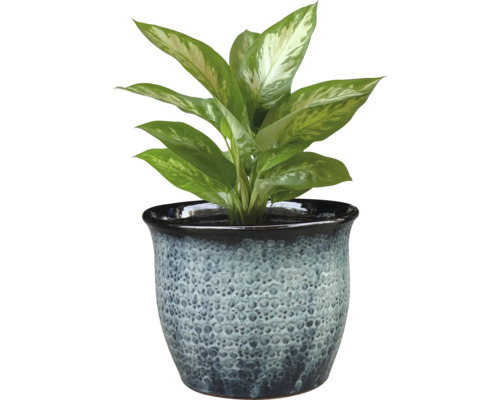 Planta Dieffenbachia în ghiveci decorativ pentru interior