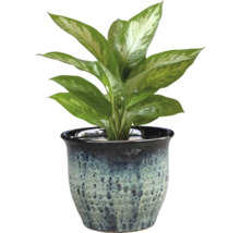 Dieffenbachia în ghiveci decorativ pentru interior