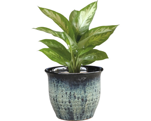 Dieffenbachia în ghiveci decorativ pentru interior
