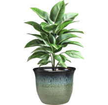 Plantă de interior în ghiveci
