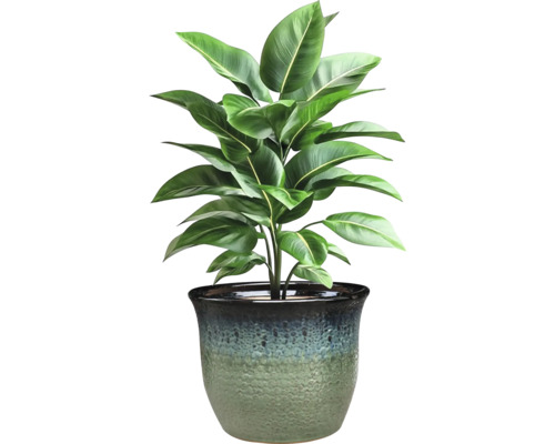 Plantă de interior în ghiveci