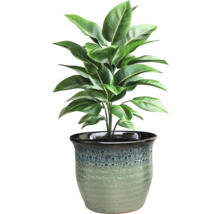 Plantă de interior într-un ghiveci decorativ