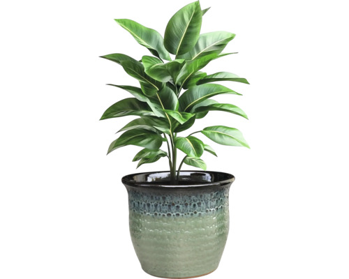 Plantă de interior într-un ghiveci decorativ