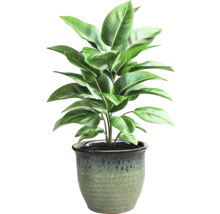 Plantă de interior într-un ghiveci decorativ