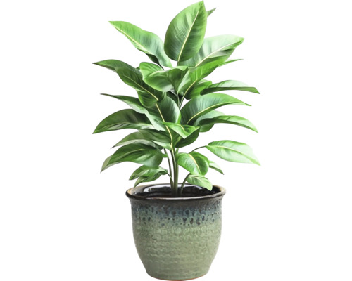 Plantă de interior într-un ghiveci decorativ