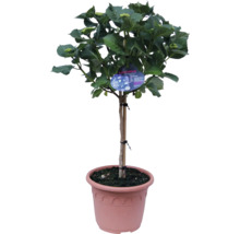 Hortensie ca tulpină înaltă în ghiveci