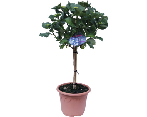 Hortensie ca tulpină înaltă în ghiveci