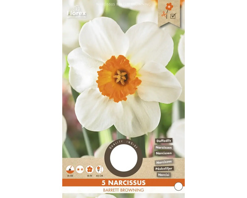 Pachet cu 5 narcise Barrett Browning