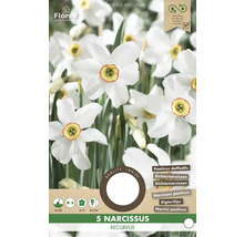 Pachet de 5 Narcissus recurvus, narcise albe