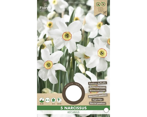 Pachet de 5 Narcissus recurvus, narcise albe