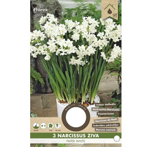 Narcise Ziva Paper White în ghiveci pentru interior