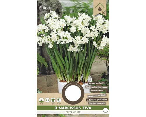 Narcise Ziva Paper White în ghiveci pentru interior