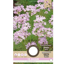 Ambalaj Allium roseum, usturoi decorativ cu perioada de înflorire, perioada de plantare și înălțimea plantei