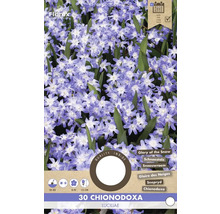 Pachet de 30 Chionodoxa Luciliae, cunoscută sub numele de slava zăpezii