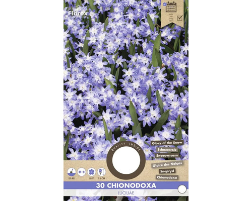 Pachet de 30 Chionodoxa Luciliae, cunoscută sub numele de slava zăpezii