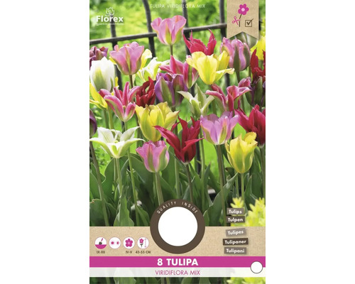 Tulipa Viridiflora Mix, bulbi de flori pentru grădină