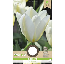 Pachet cu 8 bulbi de lalele Tulipa Purissima