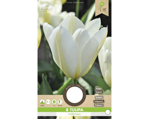Pachet cu 8 bulbi de lalele Tulipa Purissima