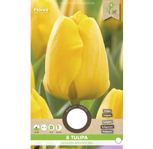 Lalea Golden Apeldoorn, 8 bucăți