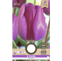 Tulipa Negrita pachet cu 8 bulbi de flori