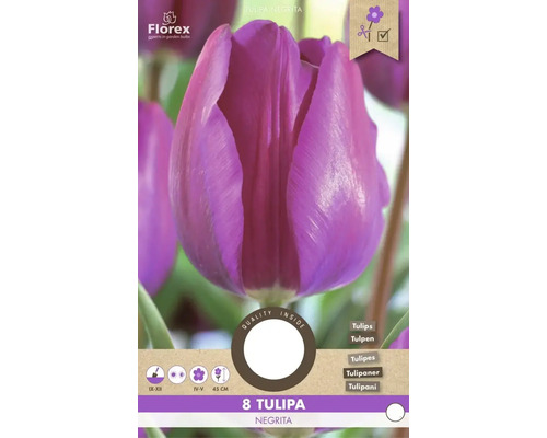 Tulipa Negrita pachet cu 8 bulbi de flori