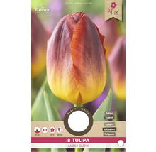 Pachet de bulbi de lalele Tulipa Amber Glow cu opt bucăți