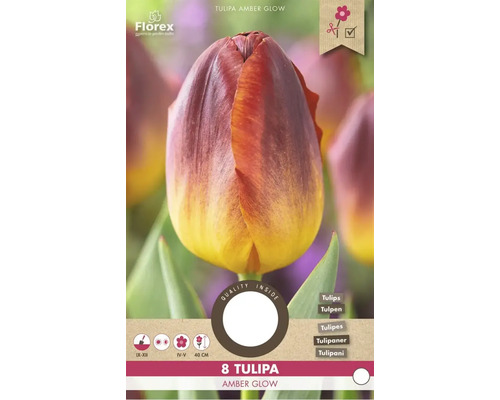 Pachet de bulbi de lalele Tulipa Amber Glow cu opt bucăți