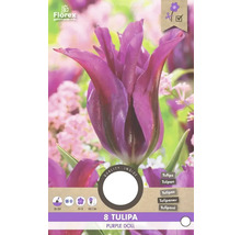 Pachet cu opt lalele din soiul Purple Doll