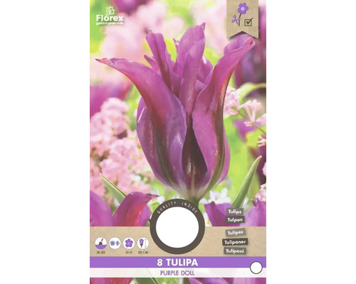 Pachet cu opt lalele din soiul Purple Doll