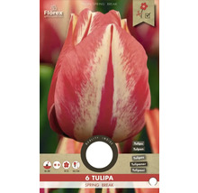 Tulipa Spring Break, pachet cu șase bulbi de flori