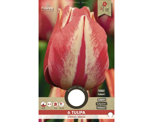 Tulipa Spring Break, pachet cu șase bulbi de flori